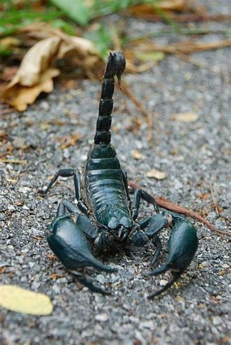Blue Emperor Scorpion Artrópodes Escorpião Escorpiões