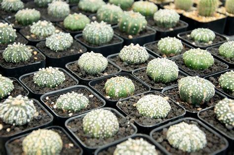 Mieszane Sukulenty Lub Kaktusy Mały Kaktus W Doniczkach Do Sprzedaży