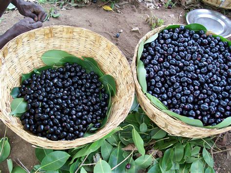 Black Plum—jamun Jambul Fruit Benefits And Uses Hubpages