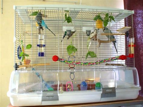 A parakeet bird cage is not very different from other bird cage types but, designed with certain unique features and elements to suit parakeets. Four Sticky Yellow-faced Budgies | Pet bird cage, Diy parakeet cage, Parakeet cage