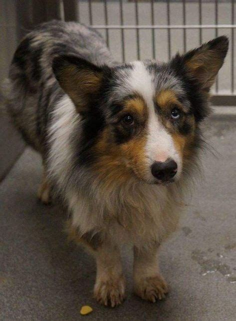 22 Sheltie Mix Ideas Sheltie Dogs Mixed Breed Dogs