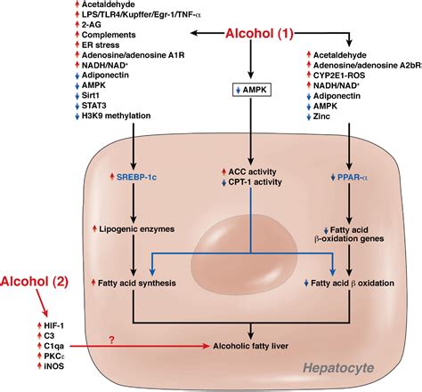Alcoholic Liver Disease Pathogenesis And New Therapeutic Targets
