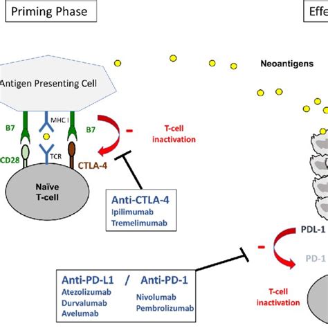 Neoantigens Released By Tumor Cells Are Captured By Antigen Presenting