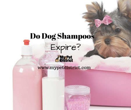 Dog food may not look like the kind of food we eat, but that doesn't mean it won't spoil or go rancid after a certain period of time. Do dog shampoos expire? - The answer will surprise you!