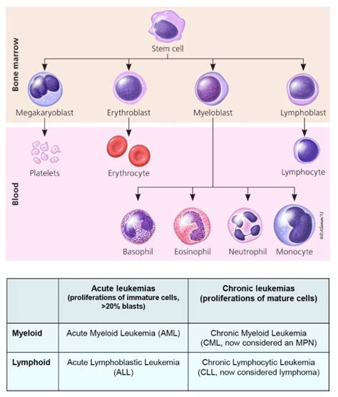 Acute And Chronic Leukemia Subtypes Classification Remember Grepmed