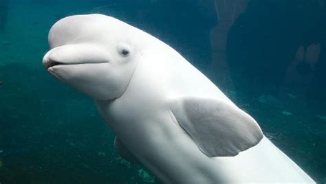 Beluga The Animal Facts Appearance Diet Habitat Behavior Lifespan