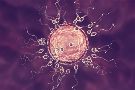 Fertilización De La Célula De óvulo Humano Por El Espermatozoide Stock