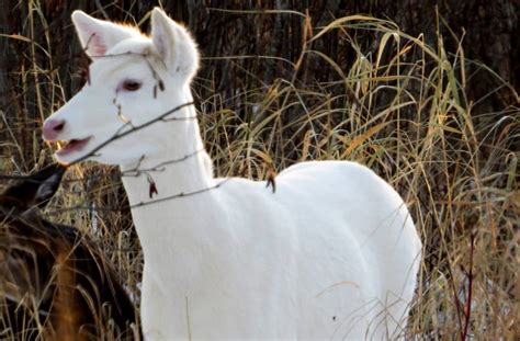 Rare White Deer Spotted In Minnesota Park Aol News