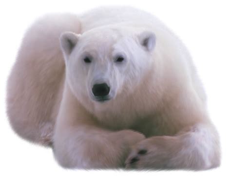 Polar Bear Png Transparent Images Png All Images