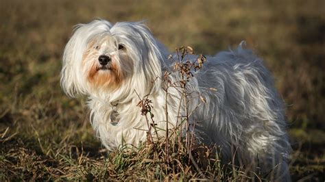 Havanese Dog Breed Guide Facts Health And Care Alpha Paw