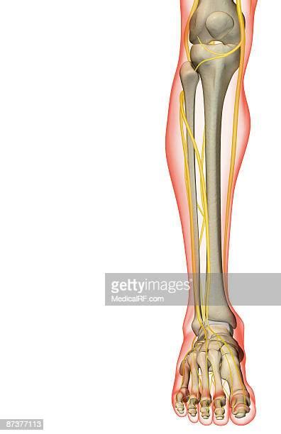 Leg Nerves Photos And Premium High Res Pictures Getty Images