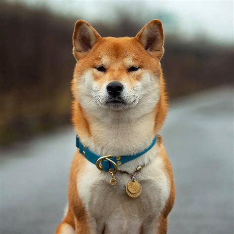 169 likes · 8 talking about this · 732 were here. Bán chó Shiba Inu - Quốc Khuyển Nhật Bản | Tùng Lộc Pet