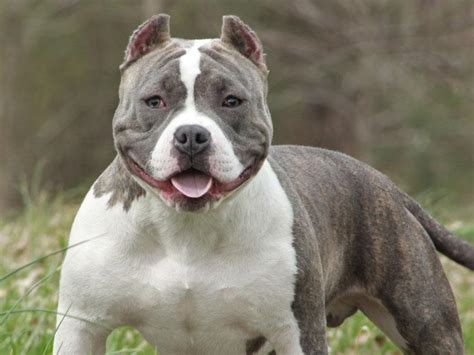 They offer bullies for sale through reputable breeders. Best Names for American Bully Dogs - Over 200 to Choose From!