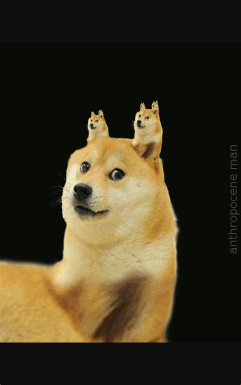 16 Doge Meme Dancing Doge  Woolseygirls Meme