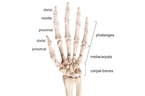 Metacarpal Bone Labeled Anatomy