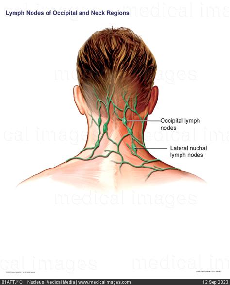 Swollen Lymph Nodes On Back Of Head