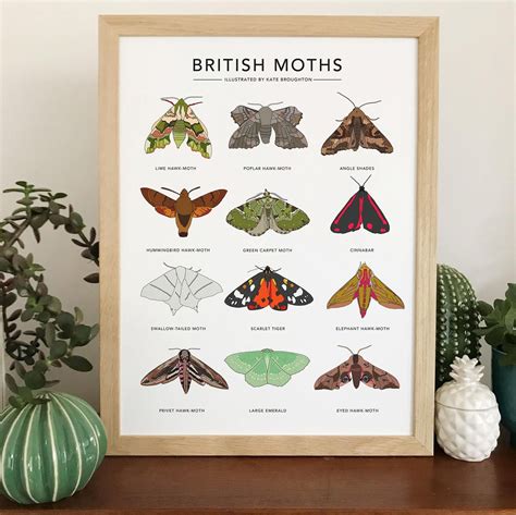 British Moths Print Nature Poster Wall Art Etsy History Posters