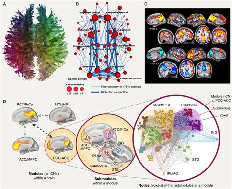 Structural And Functional Brain Networks From Connections To Cognition