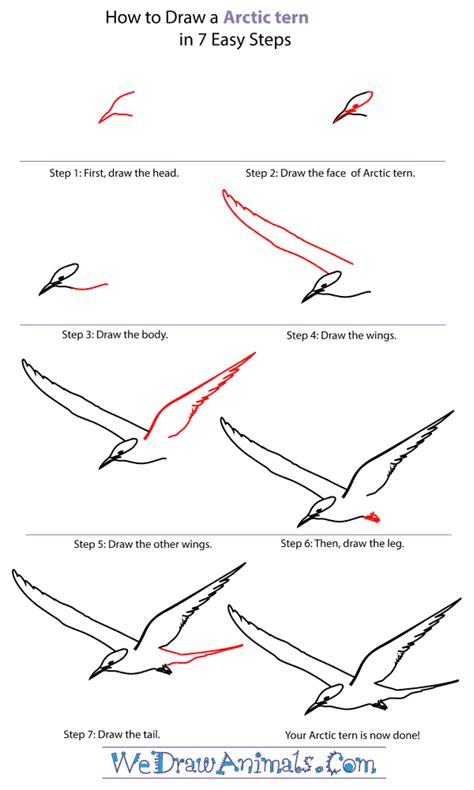 Check spelling or type a new query. How to Draw an Arctic Tern