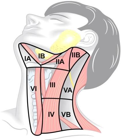 Demonstrate a neck and vertebral column; Topography of the cervical lymph node regions with ...