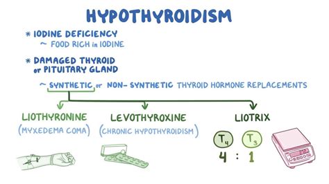 Hypothyroidism Medications Video Anatomy And Definition Osmosis