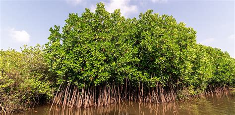 ocbc mangrove restoration ocbc bank