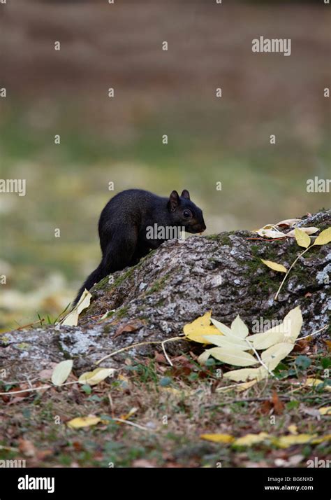 Grey Squirrel Scirius Carolinensis Black Mutant Eating Nuts On Ash