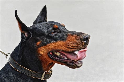 Are Dobermans Aggressive Dogs Dangerous Dog Status Of Doberman Pinschers