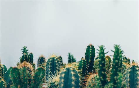 Cactus Plant Wallpapers Top Free Cactus Plant Backgrounds