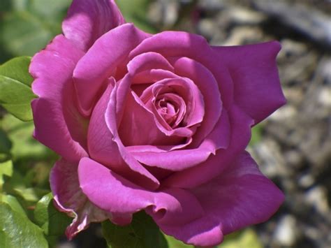Rose Pink Flower Photos In  Format Free And Easy Download Unlimit