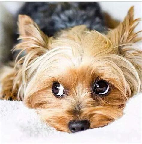 I Know Those Eyes Yorkie Dogs Yorkie Puppy Yorkshire Terrier