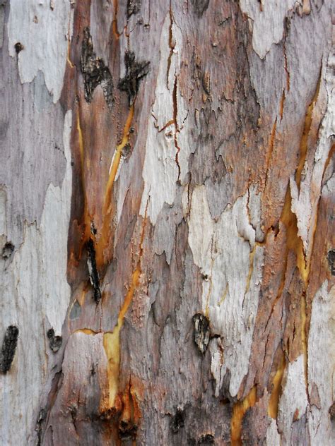 Free Images Tree Branch Wood Texture Leaf Trunk Bark Macro