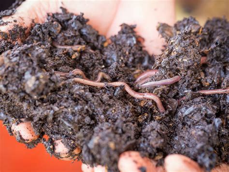 Worms For Vermicomposting Ideal Number Of Worms In Compost