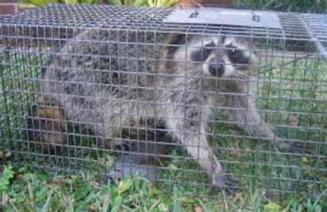 Wildlife Control Detroit Raccoon Removal Detroit Pestcity
