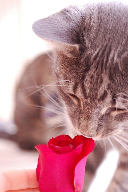 Red Rose Kitten Love Cute Animals Smelling Flowers