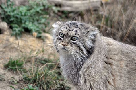 Asiatic golden cat (catopuma temminckii), near threatened. معلومات عن القط الجبلي الصيني - المرسال