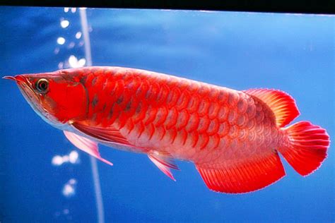 Ikan Arwana Asia - Akuarium Ikan Hias