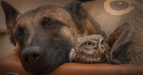 Rescue Owl And Dog Make An Odd Pair But Also The Sweetest