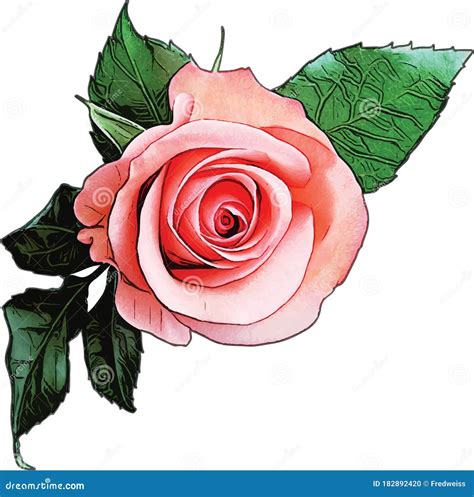 Rose In Full Bloom Vector Illustration Stock Vector Illustration Of