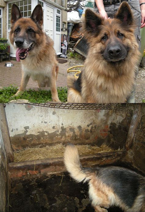 Can you help us raise funds so that we can rescue more unwanted german shepherd dogs? More German Shepherd Puppies and Dogs that have found new ...
