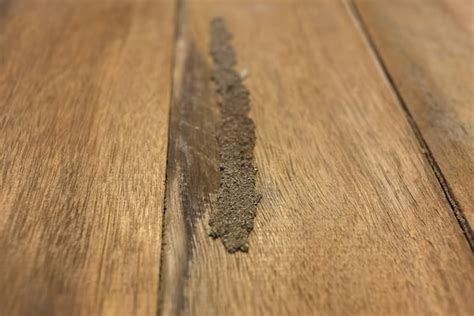 Treating And Preventing Termite Infestations In Hardwood Floors Mast