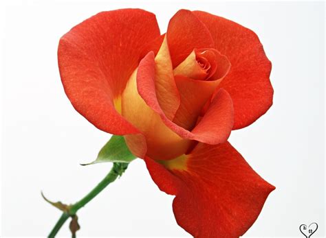 Beautiful Orange Roses Pictures For Wallpapers Xăm Nghệ Thuật Hình