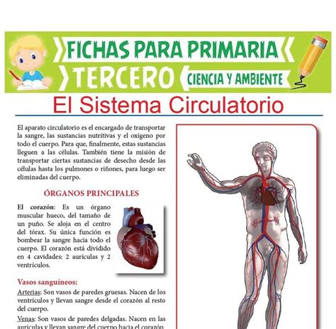 Guia comunicacion y lenguaje 3er grado hola, muy bonita página creo que es la solución a lo que busco, quisiera saber si me pueden enviar la guía de medio social y natural de primero a. Pin de Susana Rada en practicas | Sistema circulatorio ...