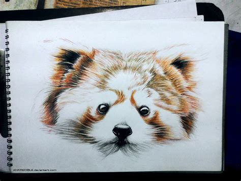Red Panda Color Pencil Doodle By Ankredible On Deviantart