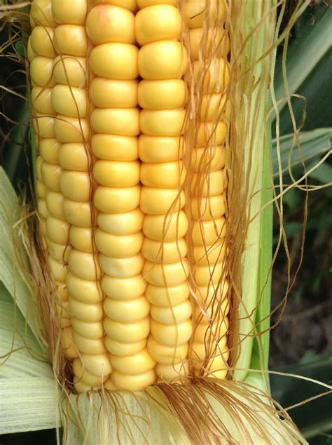 Nebraska Corn Kernels August 2013