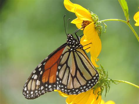 A Monarch Butterfly Sipping The Sweet Nectar Of A Flower Smithsonian