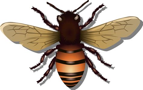 Bee Drawing Png Png Image Collection