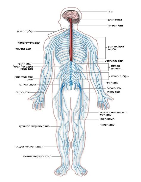 It comprises all the nerve cells which are associated with the cns. Labeled Picture Of The Nervous System Human Body Diagram ...