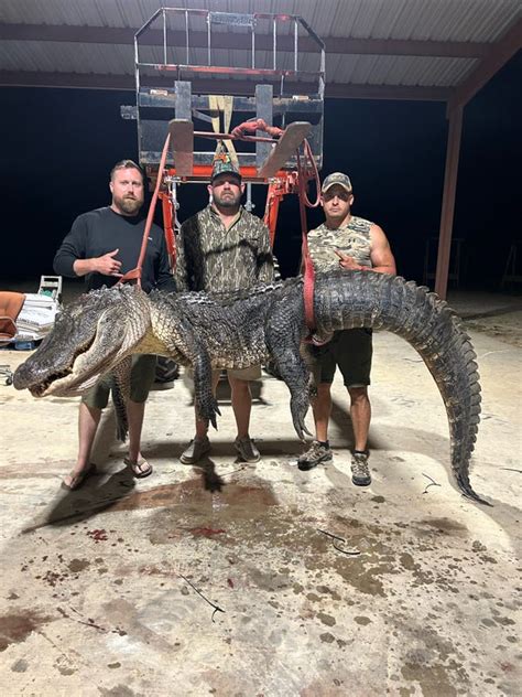 Mississippi Alligator Hunters Catch Huge 12 12 Foot Alligator