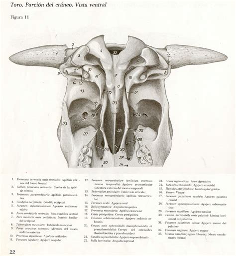 Anatomia Veterinaria Cr Neo De Bovinos